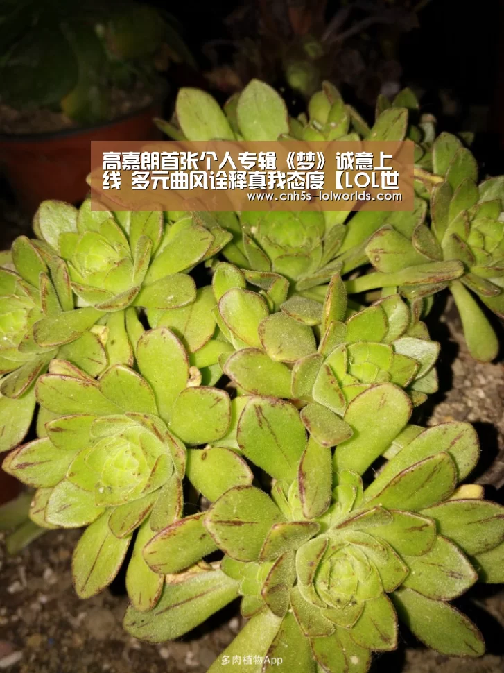 高嘉朗首张个人专辑《梦》诚意上线 多元曲风诠释真我态度【LOL世界赛官网】(图2) 英雄联盟世界赛